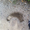 Thumb_small_dirt rainbow